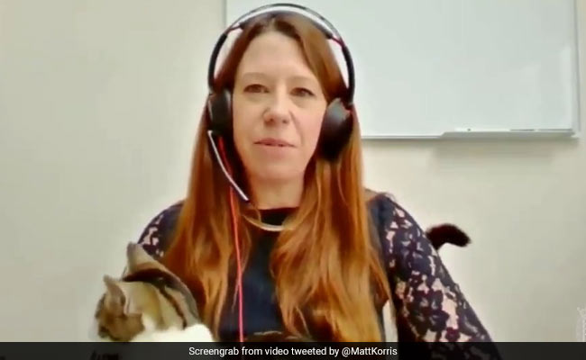 Cat Interrupts House Of Lords Committee Meeting In Hilarious Video