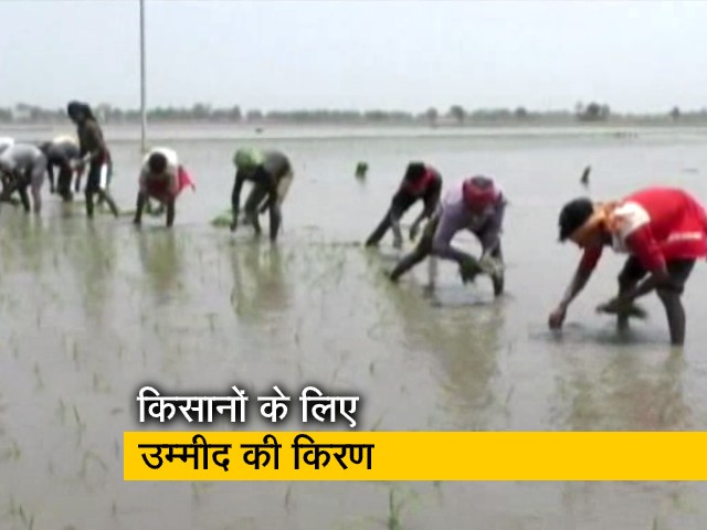 मानसून दे रहा किसानों का साथ, खरीफ सीजन में रिकॉर्ड बुआई