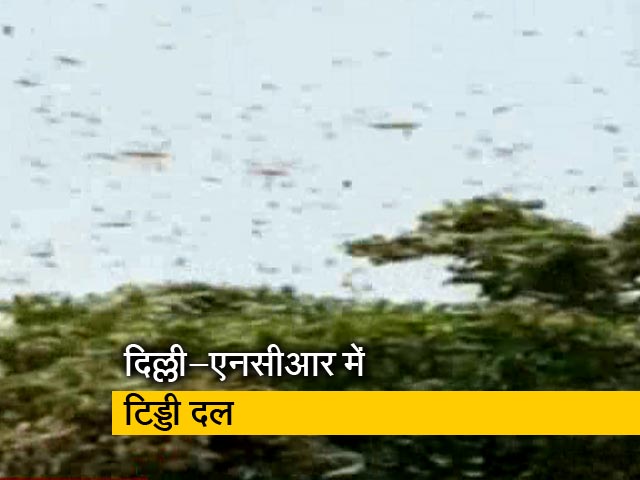 शहरी क्षेत्रों में लोगों को टिड्डियों से परेशान होने की जरूरत नहीं : कीटविशेषज्ञ