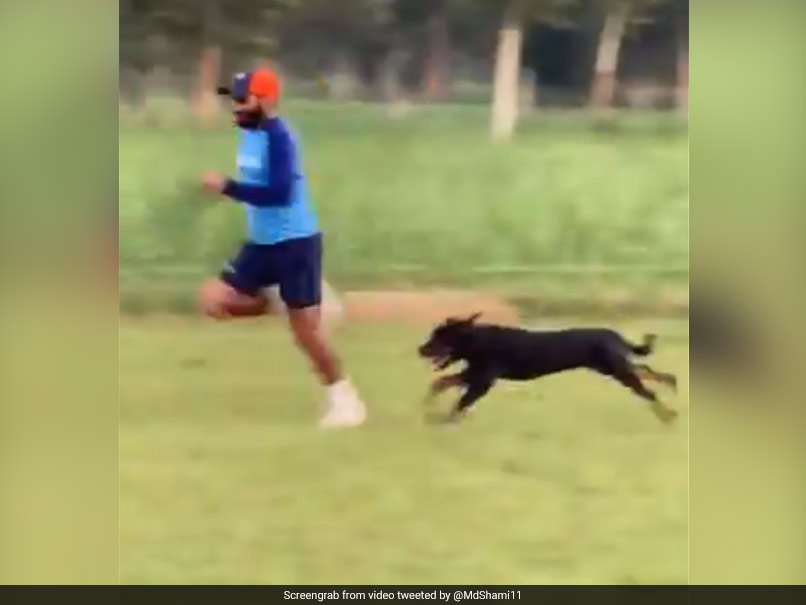 Watch: Mohammed Shami Sprints Alongside His Pet Dog To Improve Speed