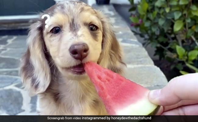 कुत्ते को पहली बार तरबूज खिलाने की कोशिश कर रहा था मालिक, मुंह में लेते ही किया ऐसा... देखें Viral Video
