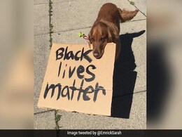 Viral Video: Dog Filmed Holding "Black Lives Matter" Sign At US Protest Viral Video: Dog Filmed Holding "Black Lives Matter" Sign At US Protest