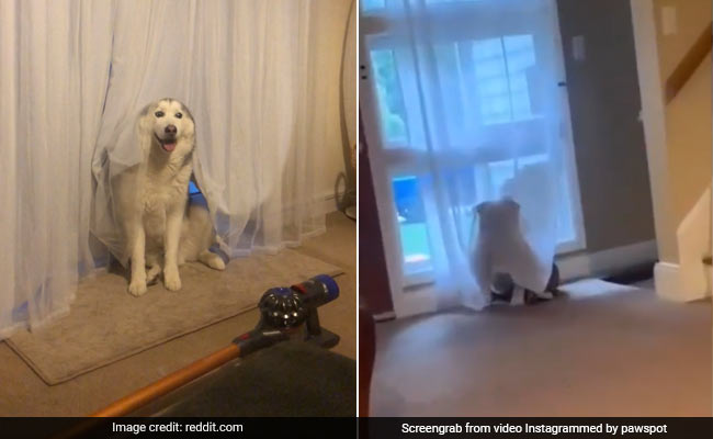 घर में लोगों को देख ऐसे पर्दे में छिप जाता है कुत्ता, Video देखकर आप भी कहेंगे- How Cute