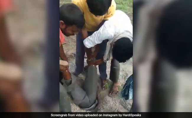 बकरी की जान बचाने के लिए बोरवेल में घुस गया शख्स, दोस्त ने पकड़ा पैर और फिर... देखें Video