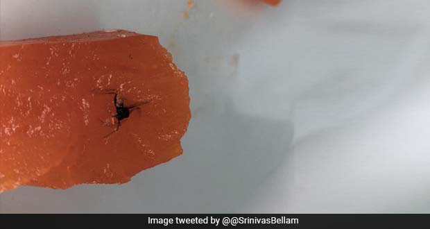 Hyderabad Man Found Insect In Halwa Ordered Online; Twitter Is In Shock