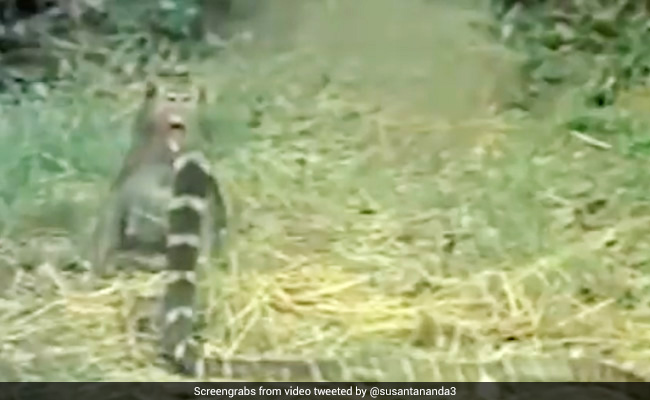 बंदर पर अटैक करने आ गया किंग कोबरा, गुस्से में पकड़ी पूंछ और किया ऐसा... देखें Fight का पूरा Video