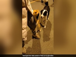 A 'Brave' Dog Takes On His Enemies In Viral Video That'll Leave You In Splits A 'Brave' Dog Takes On His Enemies In Viral Video That'll Leave You In Splits