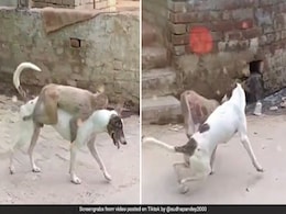 कुत्ते के ऊपर जाकर चुपके से बैठ गया बंदर, जैसे ही पीछे देखा तो डरकर किया कुछ ऐसा... देखें Viral Video कुत्ते के ऊपर जाकर चुपके से बैठ गया बंदर, जैसे ही पीछे देखा तो डरकर किया कुछ ऐसा... देखें Viral Video