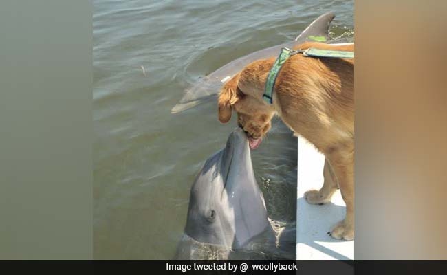 Drop Everything And Look At This Dog Meeting His Best Friend, A Dolphin