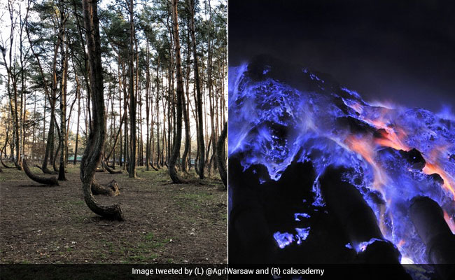 Blue Volcano To Crooked Forest: 5 Unbelievable Places That Exist On Earth