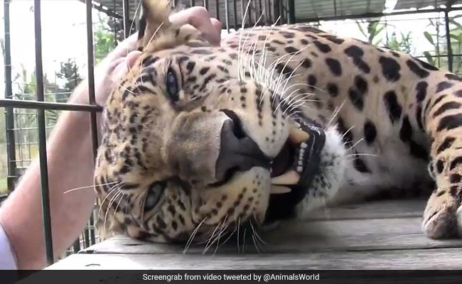 तेंदुए को सहलाने के लिए शख्स ने पिंजरे के अंदर डाला हाथ, जानवर ने पैर से पकड़ा और फिर... देखें Video