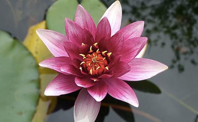 From Field To Bottle, How Flowers Find Their Way To Your Beauty Shelf