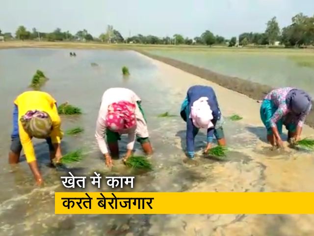 पंजाब में पढ़े-लिखे बेरोजगार बने दिहाड़ी मजदूर