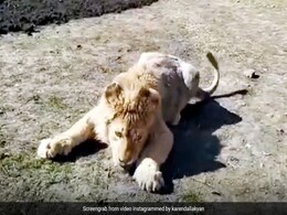 2 Lion Cubs Drown After Falling Into Open Well in Gujarat 2 Lion Cubs Drown After Falling Into Open Well in Gujarat