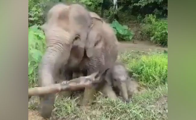 जन्म लेते ही मां की सहायता के लिए जंगल में लकड़ी उठाने लगा हाथी का बच्चा, देखें Viral Video