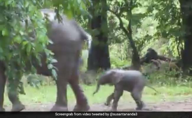 पैदा होते ही डांस करने लगा हाथी का बच्चा, ऐसे भांगा मां के पीछे... देखें Viral Video