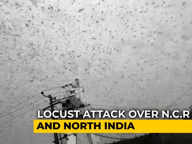 Swarms Of Crop-Destroying Desert Locusts Reach Gurugram
