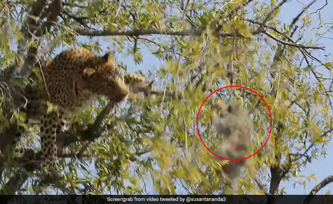 Leopard Tries To Shake Monkey Down From Tree In Incredible Video