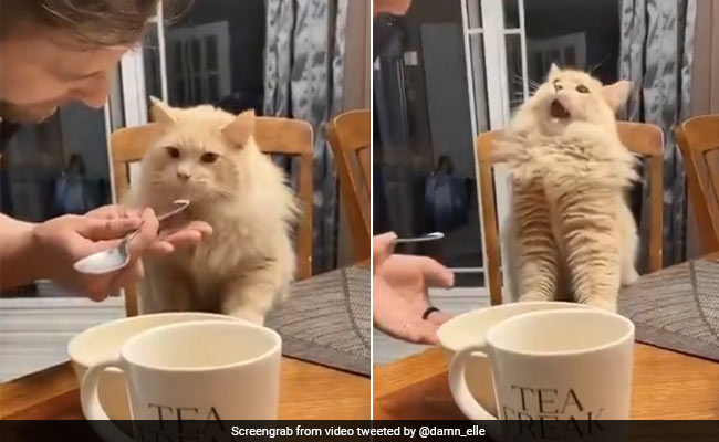 शख्स ने बिल्ली को पहली बार खिलाई आइसक्रीम, खाते ही बनाया ऐसा चेहरा... देखें Viral Video