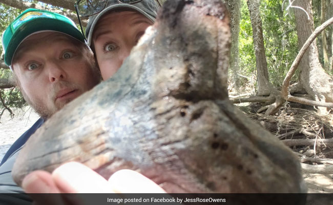 Viral Video: Couple Finds Giant Megalodon Tooth In "Mind-Blowing" Discovery