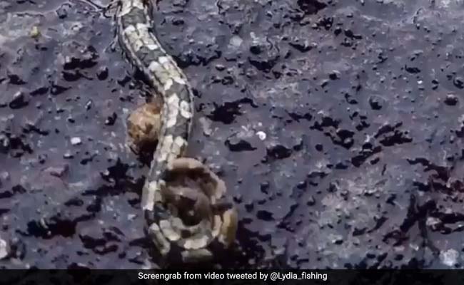 पत्थर पर रेंगता दिखा अजीबोगरीब जानवर, लोगों को लगा सांप, लेकिन निकला ये... देखें Viral Video