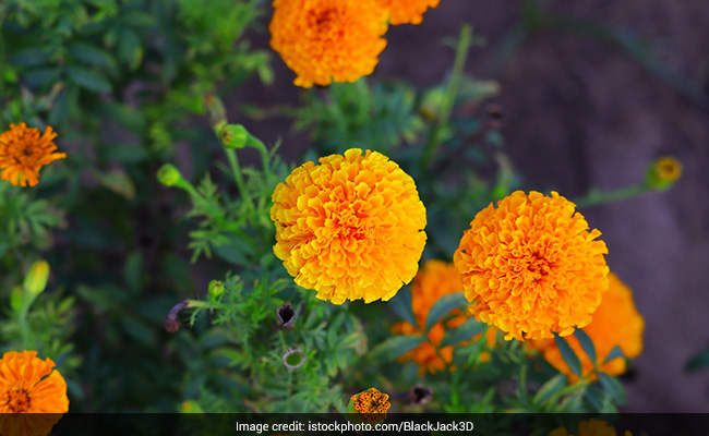 Marigold For Gorgeous Skin: 8 DIY Ayurvedic Remedies You Will Love