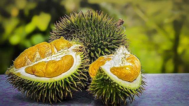 Durian's dietary fibre aids in facilitating easier bowel movements