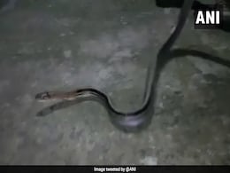 मयूरभंज के जिला कलेक्टर के ऑफिस में मिला सांप, देखें तस्वीरें मयूरभंज के जिला कलेक्टर के ऑफिस में मिला सांप, देखें तस्वीरें