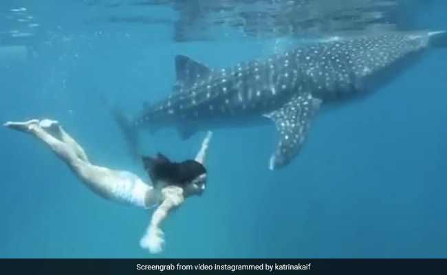 Katrina Kaif ने समुद्र में बड़ी मछली को दी टक्कर, जलपरी की तरह तैरती आईं नजर... देखें Video Katrina Kaif ने समुद्र में बड़ी मछली को दी टक्कर, जलपरी की तरह तैरती आईं नजर... देखें Video