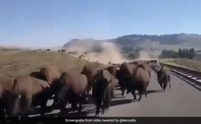 चलती कार के बीच आ गया जंगली सांडो का झुंड और फिर... देखें Viral Video