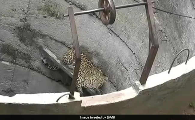 Leopard Trapped In Well Rescued Using Ladder In Gujarat