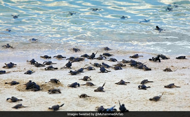 Thousands Of Olive Ridley Turtles Eggs Washed Away Due to Asani's Impact