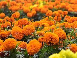 From Marigold To Rose, Skincare Benefits And Home Remedies With Indian Flowers From Marigold To Rose, Skincare Benefits And Home Remedies With Indian Flowers