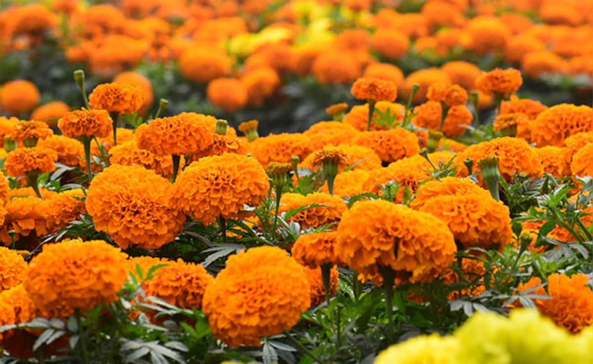 Latest and Breaking News on NDTV Latest and Breaking News on NDTV