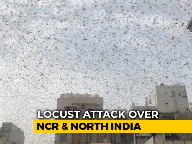 What's The Reason Behind Locust Swarms In Gurgaon?