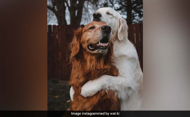 Dog Steals His Brother's Food. The Way He Says Sorry Will Melt Your Heart