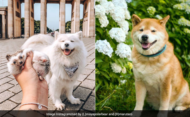 Are You Following These 7 Dogs On Instagram? Here's Why You Should