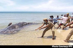 Carcass Of 18-Feet-Long Whale Shark Washes Up On Tamil Nadu Beach Carcass Of 18-Feet-Long Whale Shark Washes Up On Tamil Nadu Beach