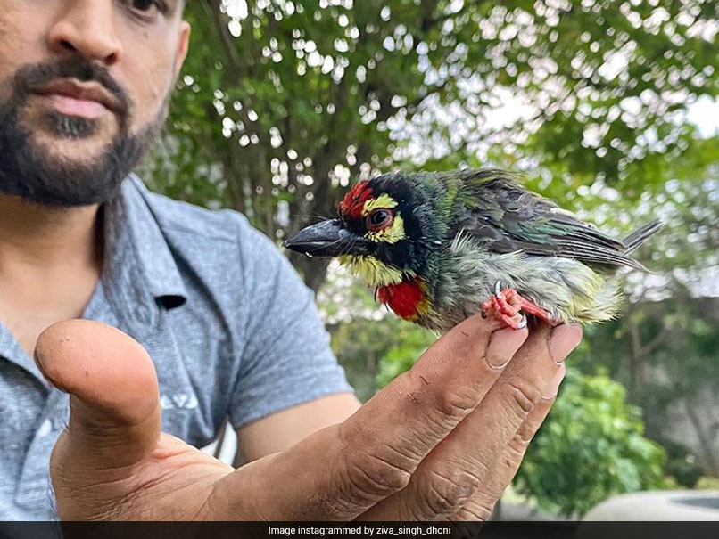MS Dhoni Helps Revive Unconscious Bird, Ziva Shares Adorable Story