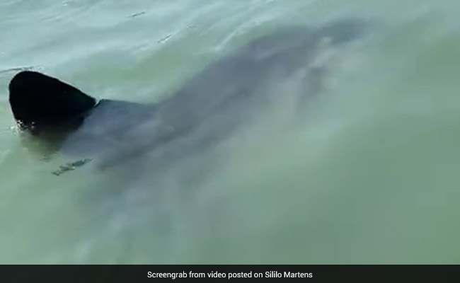 They Thought It Was A Shark Or Dolphin In Water. It Turned Out To Be...