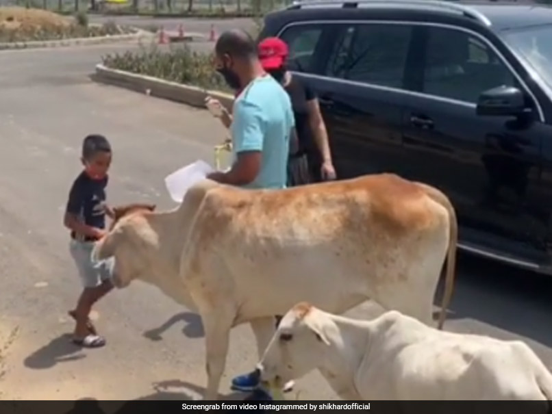 Watch: Shikhar Dhawan Feeds "Hungry Animals" With Family, Harbhajan Singh, Kuldeep Yadav Applaud Batsman