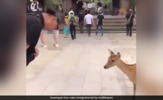 Viral Video: कमाल का है यह जापानी हिरण, मेहमानों का इस अंदाज में करता है वेलकम