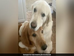 कुत्ते ने चुराकर खाया भाई का खाना, नाराज़ हुआ तो माफी मांगने के लिए किया कुछ ऐसा... देखें Viral Video कुत्ते ने चुराकर खाया भाई का खाना, नाराज़ हुआ तो माफी मांगने के लिए किया कुछ ऐसा... देखें Viral Video