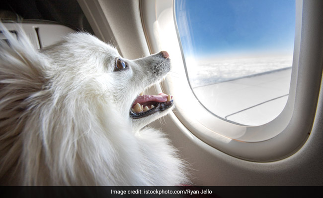 Private Jet Hired For Rs 9.06 Lakh To Fly Pets From Delhi To Mumbai