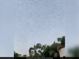 Virender Sehwag Shares Video Of Swarms Of Locusts "Right Above The House". Watch Virender Sehwag Shares Video Of Swarms Of Locusts "Right Above The House". Watch