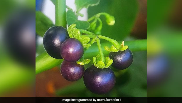 Cooking With Manathakkali: Try These Easy Homemade Veg Manathakkali Recipes