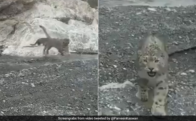 मुंह में बच्चे को दबाकर तेंदुए ने ऐसे पार की नदी, घूरकर देखा CCTV कैमरा और फिर... देखें Viral Video