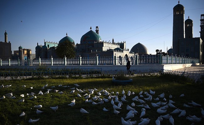 Over 1,000 Doves Starve To Death At Afghan Mosque Shut Due To Lockdown