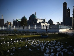Over 1,000 Doves Starve To Death At Afghan Mosque Shut Due To Lockdown Over 1,000 Doves Starve To Death At Afghan Mosque Shut Due To Lockdown