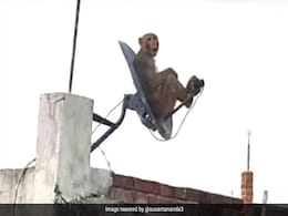 छत पर टीवी की छतरी पर बैठ गया बंदर, ऐसे लिया सुहाने मौसम का मजा... देखें Viral Photo छत पर टीवी की छतरी पर बैठ गया बंदर, ऐसे लिया सुहाने मौसम का मजा... देखें Viral Photo